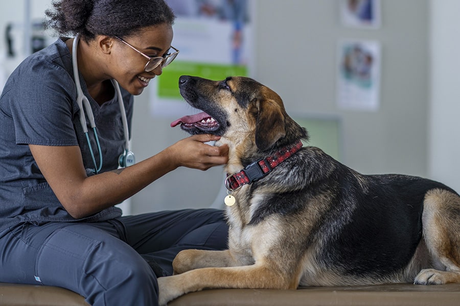 Veterinarian with a dog